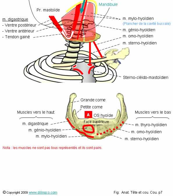 Anatomie du complexe stylo-hyoïdien Le ligament stylo-hyoïdien prolonge